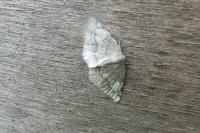 Stegania trimaculata