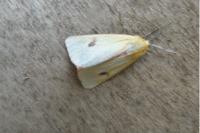 Diacrisia sannio