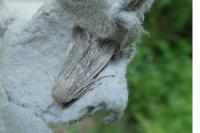 Leucania obsoleta