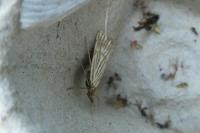 Chrysocrambus linetella
