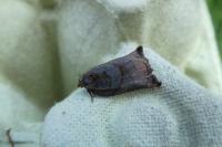 Archips podana