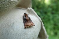 Archips podana