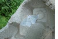 Campaea margaritaria