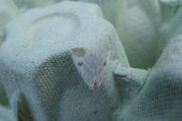 Rivula sericealis
