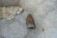 Archips rosana