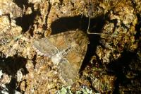 Oligia latruncula/strigilis/versicolor