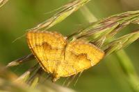 Camptogramma bilineata