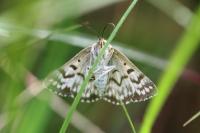 Euclidia mi