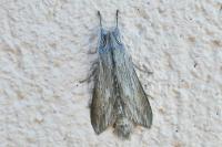 Cucullia umbratica