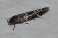 Mompha subbistrigella