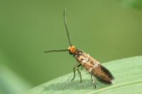 Micropterix aruncella