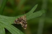 Anthophila fabriciana