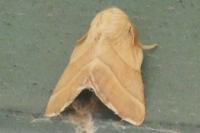 Malacosoma neustria