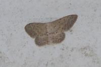 Idaea seriata