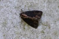 Dypterygia scabriuscula