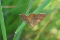 Camptogramma bilineata