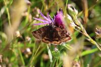 Euclidia glyphica
