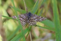 Ematurga atomaria