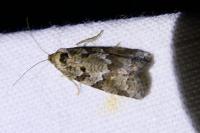 Cnephasia