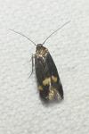 Borkhausenia minutella