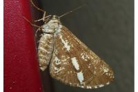 Bupalus piniaria
