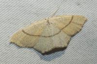 Cyclophora punctaria