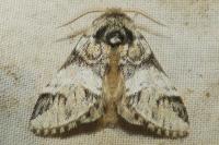 Drymonia dodonaea