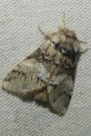Drymonia dodonaea