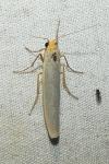 Eilema caniola