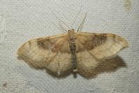 Idaea degeneraria