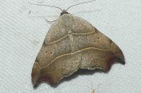 Laspeyria flexula