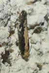 Monopis crocicapitella/obviella
