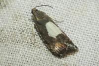 Pammene regiana