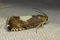 Pammene regiana