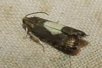 Pammene regiana