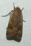 Noctua pronuba