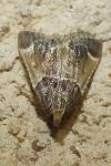 Pyralis farinalis