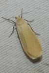 Wittia sororcula