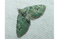 Chloroclystis v-ata