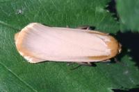 Katha depressa