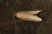 Agnoea subochreella