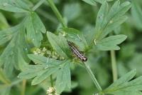 Depressaria daucella