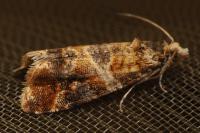 Lobesia reliquana