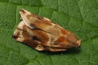 Archips xylosteana