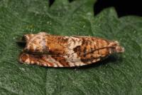 Epinotia abbreviana