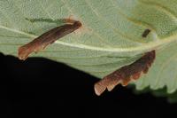 Coleophora limosipennella