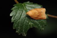 Clepsis consimilana