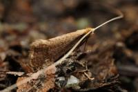 Nematopogon metaxella