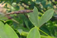 Coleophora calycotomella