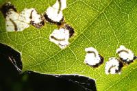 Incurvaria pectinea